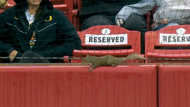 Arkansas Razorback Rally Squirrel - Fayetteville Regional - Arkansas 6, Oregon 2 - Game 3